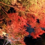妖しく、鮮やかに照らされたモミジ＝神戸市立須磨離宮公園