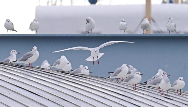 神戸港に飛来したユリカモメ＝５日午前、神戸市中央区波止場町