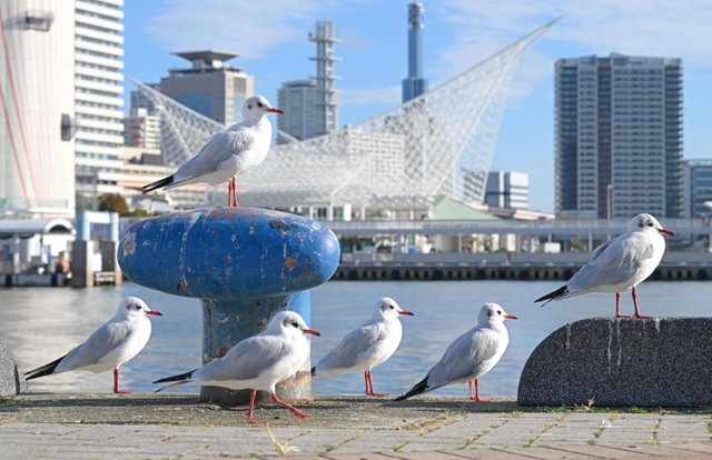 神戸港に飛来したユリカモメ＝５日午前、神戸市中央区波止場町