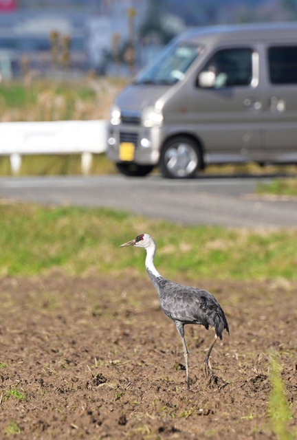 豊岡に飛来したナベヅル。田畑を歩きえさを探していた＝１３日、豊岡市内