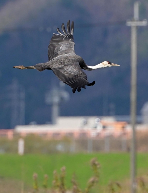 兵庫県内への飛来は珍しい絶滅危惧種のナベヅル。黒っぽい体が目を引いていた＝１３日、豊岡市内