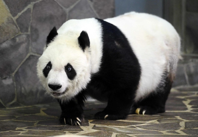 心臓疾患の治療を続けているタンタン。３月中旬から一般観覧は中止されている＝神戸市灘区王子町３