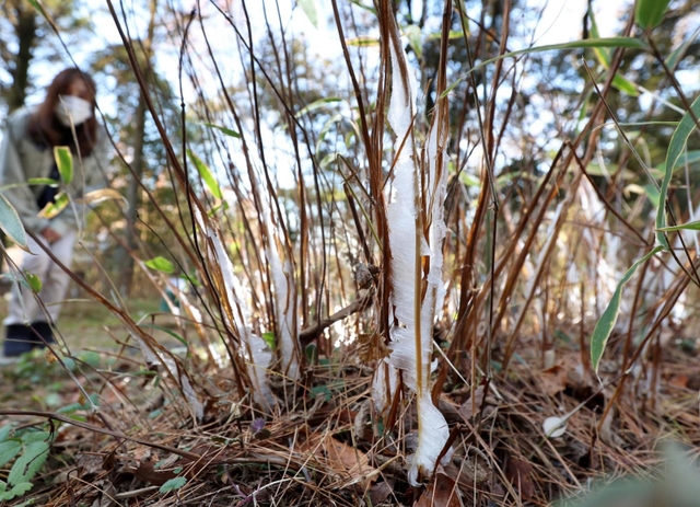 氷点下の寒さの中で出現したシモバシラの「氷の花」＝神戸市立森林植物園