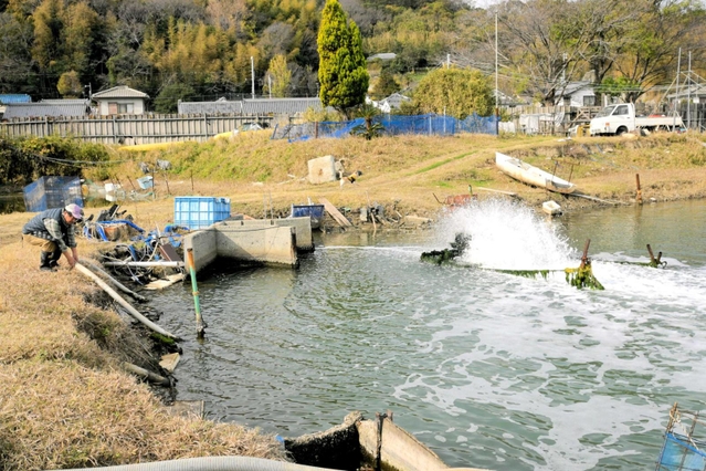 海水の２倍の酸素濃度にした大きな養殖池＝姫路市的形町的形