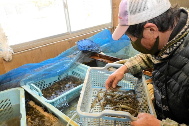 サイズ別に手際よく仕分けする＝姫路市的形町的形