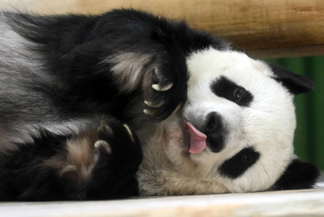 飼育契約が再延長され、王子動物園での年越しが決まったジャイアントパンダのタンタン＝９月、神戸市灘区王子町３