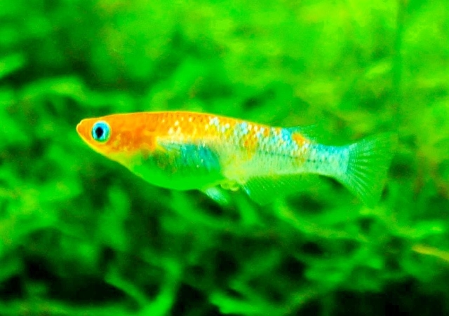鮮やかな体色と背中の光沢が特長の「三色ラメ」（めだかやドットコム提供）