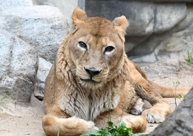 流行に  国内有数のご長寿、24歳の雌ライオン死ぬ 神戸・王子動物園の コレクション