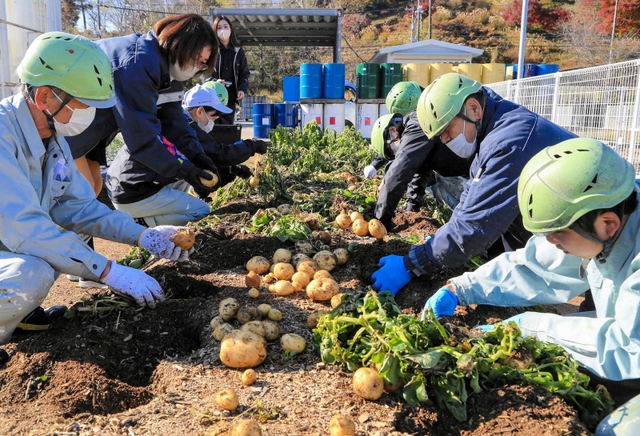 工場の敷地内でジャガイモを収穫する従業員＝福崎町西治