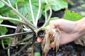 黒くなり、腐ってしまったワサビの根茎＝豊岡市日高町十戸