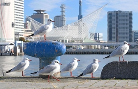 神戸港に飛来したユリカモメ＝５日午前、神戸市中央区波止場町