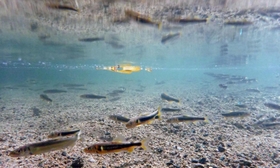 繁殖期を迎える中、群がって泳ぐアユのオスたち＝神戸市東灘区