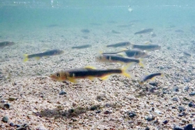 繁殖期を迎える中、群がって泳ぐアユのオスたち＝神戸市東灘区