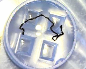 ｉＰＳ細胞から作った網膜細胞をひも状に加工した約２センチの「細胞凝集紐」のイメージ（神戸市立神戸アイセンター病院提供）
