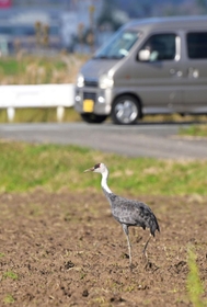 豊岡に飛来したナベヅル。田畑を歩きえさを探していた＝１３日、豊岡市内