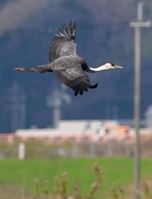 兵庫県内への飛来は珍しい絶滅危惧種のナベヅル。黒っぽい体が目を引いていた＝１３日、豊岡市内
