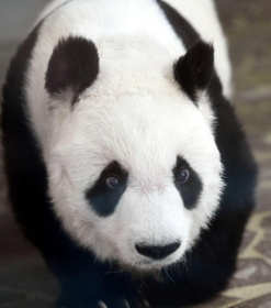 心臓疾患の治療を続けているタンタン。３月中旬から一般観覧は中止されている＝神戸市灘区王子町３