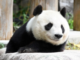 心臓疾患の治療を続けているタンタン。３月中旬から一般観覧は中止されている＝神戸市灘区王子町３