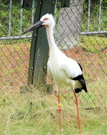 老衰で死んだ国内最高齢のコウノトリ（兵庫県立コウノトリの郷公園提供）