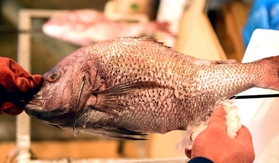 化粧塩を施されるにらみ鯛＝明石市本町１、魚秀