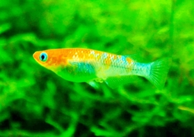 鮮やかな体色と背中の光沢が特長の「三色ラメ」（めだかやドットコム提供）