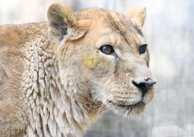 大往生した雌のライオン「サクラ」（王子動物園提供）