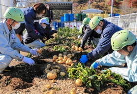 工場の敷地内でジャガイモを収穫する従業員＝福崎町西治