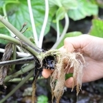 黒くなり、腐ってしまったワサビの根茎＝豊岡市日高町十戸