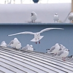 神戸港に飛来したユリカモメ＝５日午前、神戸市中央区波止場町