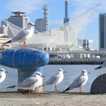 神戸港に飛来したユリカモメ＝５日午前、神戸市中央区波止場町