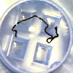 ｉＰＳ細胞から作った網膜細胞をひも状に加工した約２センチの「細胞凝集紐」のイメージ（神戸市立神戸アイセンター病院提供）