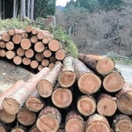 六甲山の間伐材（神戸市提供）