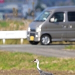 豊岡に飛来したナベヅル。田畑を歩きえさを探していた＝１３日、豊岡市内