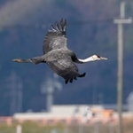 兵庫県内への飛来は珍しい絶滅危惧種のナベヅル。黒っぽい体が目を引いていた＝１３日、豊岡市内