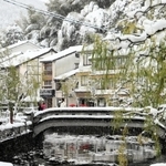 城崎温泉街の山気並木も雪化粧＝１９日午前、豊岡市城崎町湯島（撮影・岡本好太郎）
