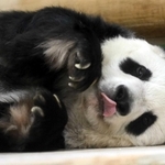 ２７歳になった９月１６日に寝台で寝転ぶタンタン＝神戸市灘区王子町３