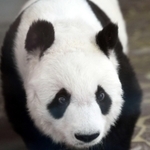 心臓疾患の治療を続けているタンタン。３月中旬から一般観覧は中止されている＝神戸市灘区王子町３