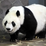 心臓疾患の治療を続けているタンタン。３月中旬から一般観覧は中止されている＝神戸市灘区王子町３