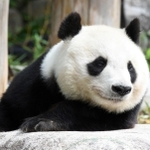 心臓疾患の治療を続けているタンタン。３月中旬から一般観覧は中止されている＝神戸市灘区王子町３