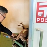「鹿ポスト」に搬入された野生鹿。猟師らは２４時間、持ち込みできる＝兵庫県多可町加美区豊部