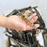 尾の青色が美しいクルマエビ＝姫路市的形町的形