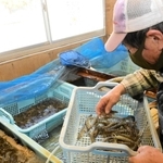 サイズ別に手際よく仕分けする＝姫路市的形町的形