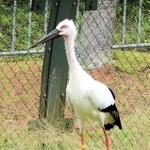 老衰で死んだ国内最高齢のコウノトリ（兵庫県立コウノトリの郷公園提供）