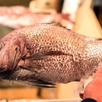 化粧塩を施されるにらみ鯛＝明石市本町１、魚秀
