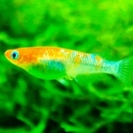 鮮やかな体色と背中の光沢が特長の「三色ラメ」（めだかやドットコム提供）