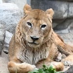 大往生した雌のライオン「サクラ」（王子動物園提供）