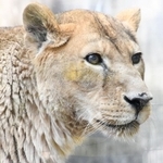 大往生した雌のライオン「サクラ」（王子動物園提供）