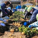 工場の敷地内でジャガイモを収穫する従業員＝福崎町西治