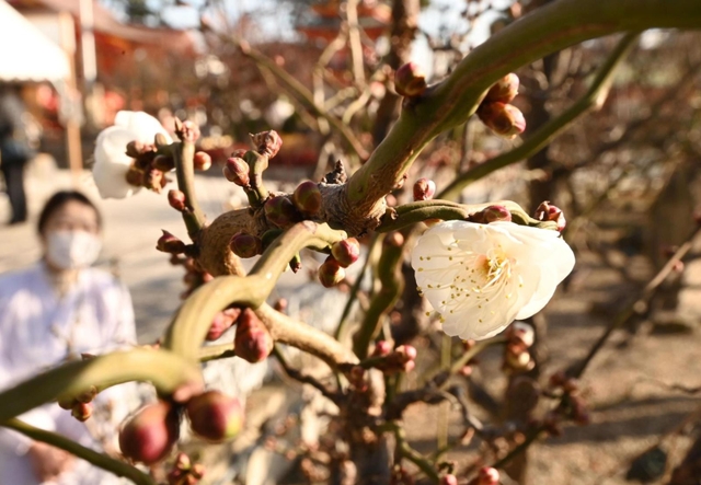 寒さが続く中、開花した梅の花＝６日午前、神戸市須磨区天神町２