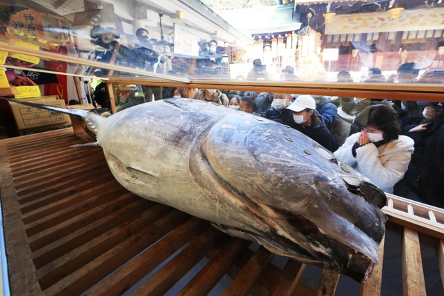 大マグロに手を合わせる参拝者ら＝８日午前、西宮市社家町、西宮神社